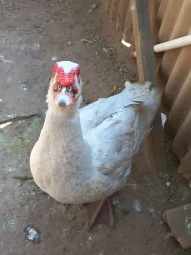 Vende-se Pato