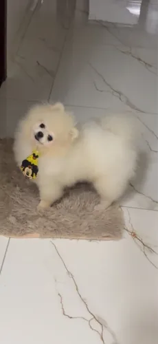 Procura se namorada para Lulu da pomerania