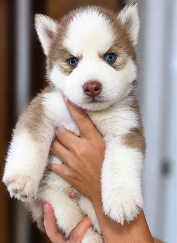 Husky siberiano