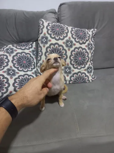 Chihuahua Fêmea