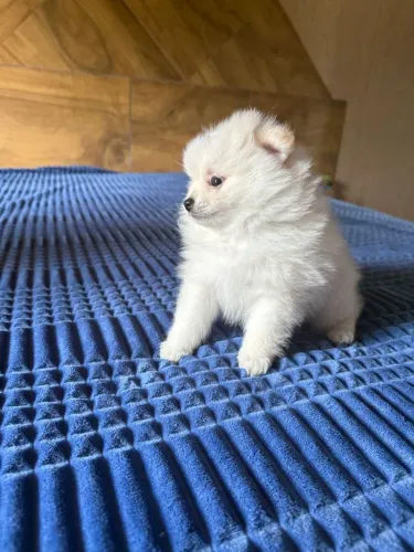 Lulu da Pomerânia adorável