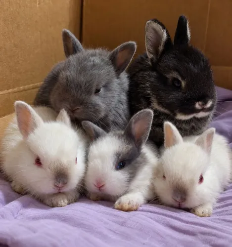 Animais