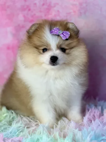Spitz alemão