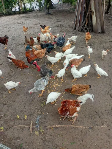 Vendo galinha caipira 