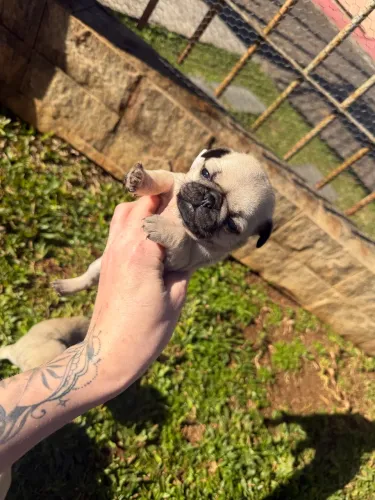 Pug fêmeas disponíveis