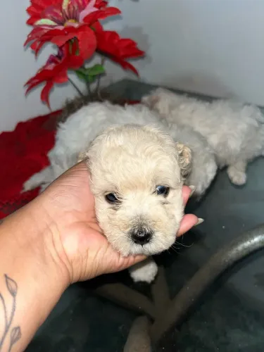3 Poodle Original