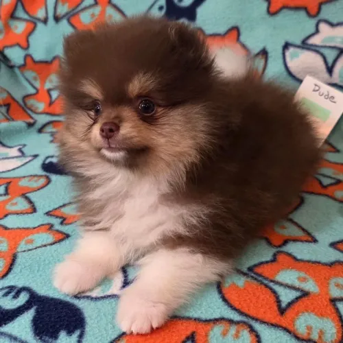 Lulu Da Pomerania: Com linhagem impecável e super saudável