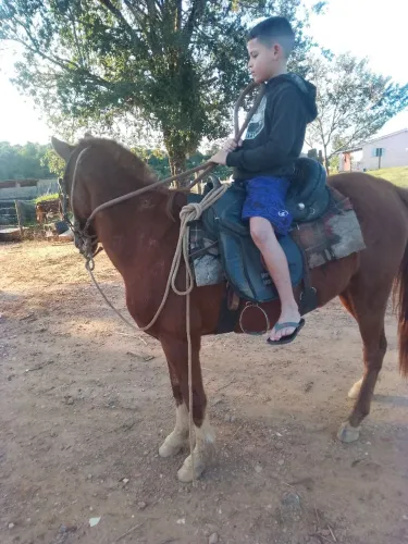 Vende-se cavalo arriado manso para crianças valor R$2.500