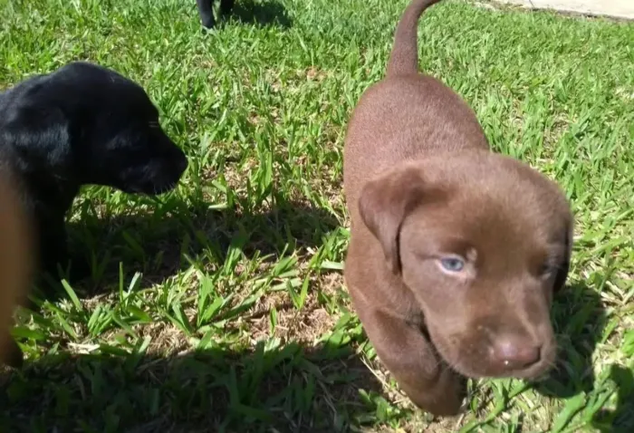 Labrador ¿ pacotinhos cheios de amor ?