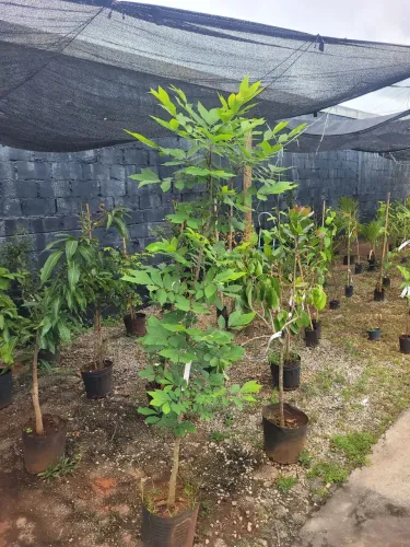 Mudas Frutíferas exóticas