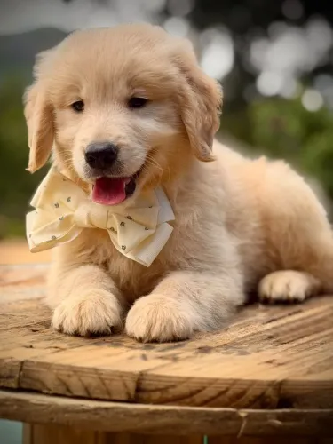 Golden para São Gonçalo