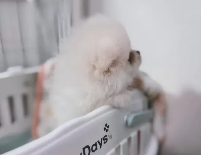 Cachorro Lulu da Pomerania oportunidade única, chame rápido