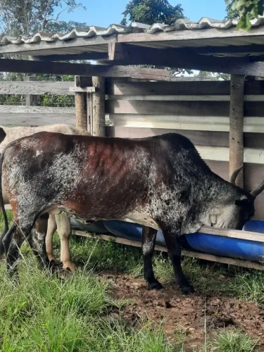 VACA GORDA