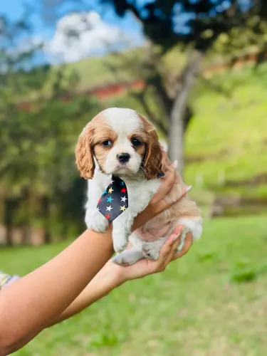 Cavalier king charles