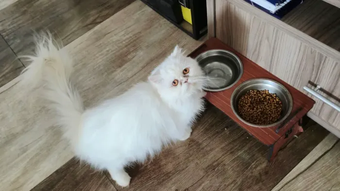 Limda Gata Persa Adulta 2 Anos
