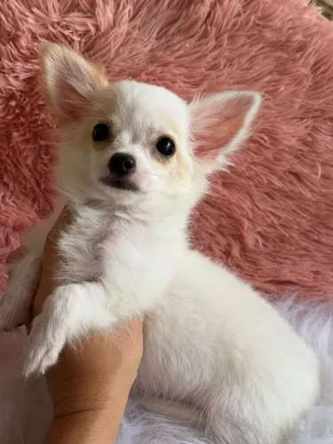 Chihuahua macho Pêlo longo 3 meses com 2 doses de vacina 