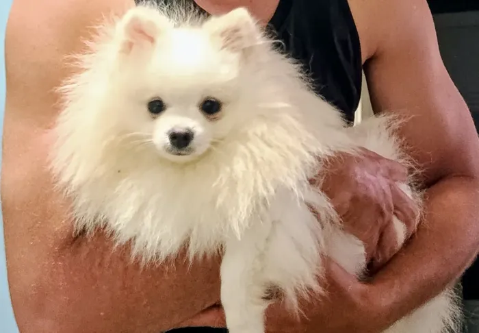Lulu da Pomerânia procura namorada (cobertura)