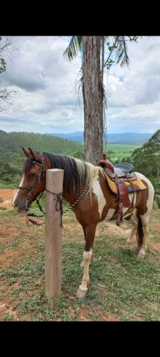 Vendo Cavalo