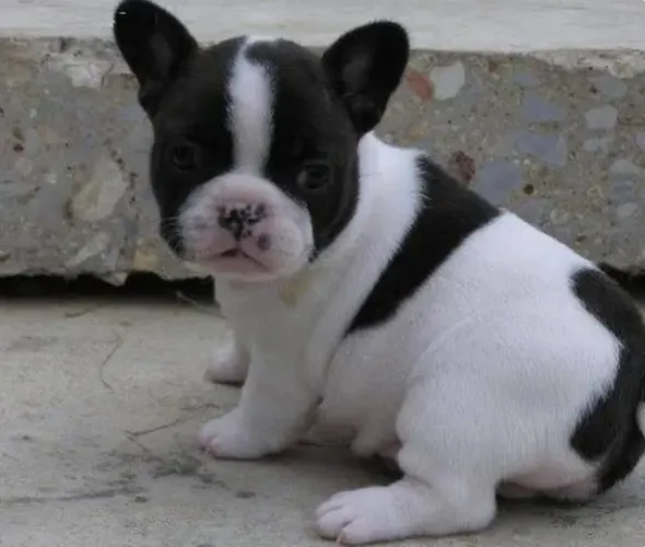 Bulldog Francês Filhotes Amor Perfeito.