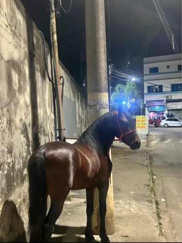 CAVALO GIGANTE LEGIÃO DA MARCHA