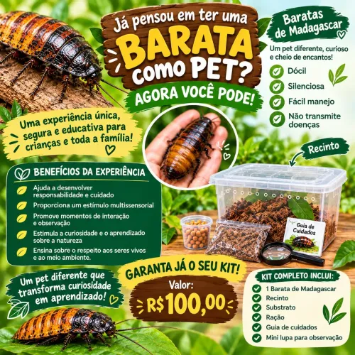 Barata de Madagascar PET