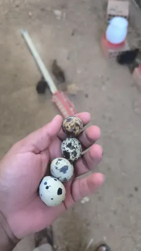 Ovos de Codorna 