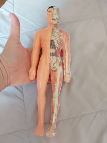 Corpo Humano Esqueleto Torso Órgãos