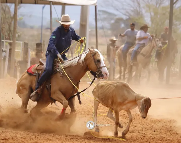 Cavalo Quarto De Millha