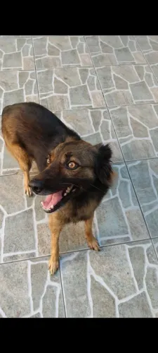 Cachorrinha para doação 