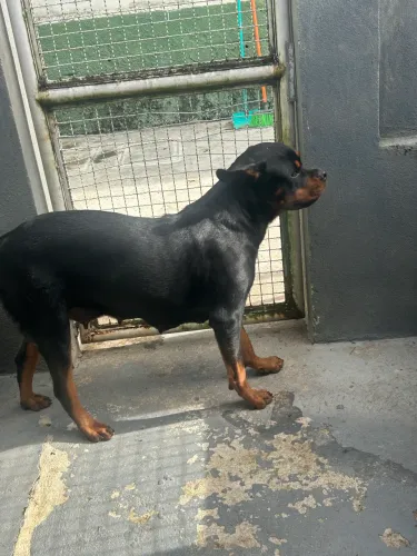 rotweiller filhotes