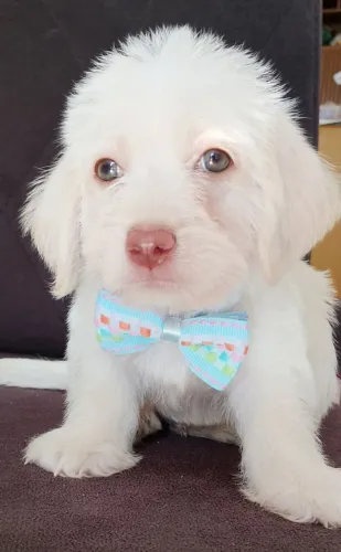 Poodle Toy Mini machinho 
