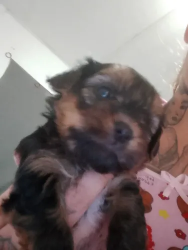Tenho York share fêmea aceito troca por outro cachorro fêmea ou da raça
