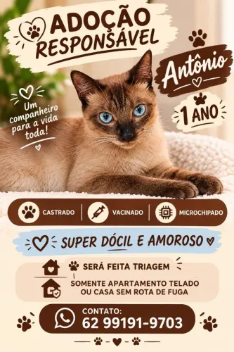 Gato siamês castrado