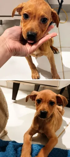 Doação de cachorro