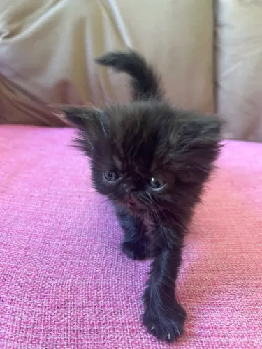 Gato Persa Himalaia 