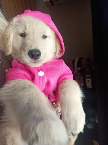 Golden Retriever fêmeas