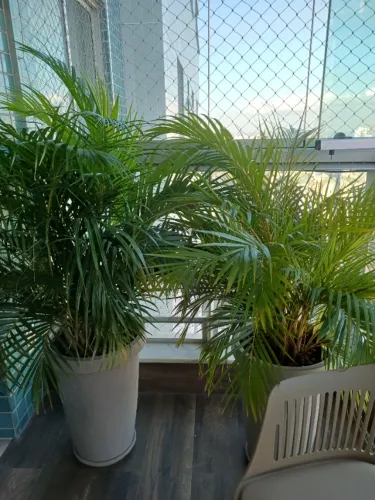 Vaso planta