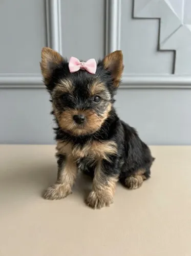 Yorkshire Terrier Fêmea Cheia de Charme