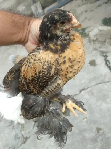 Filhos de Brahma
