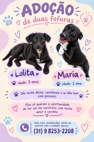 Cachorro
