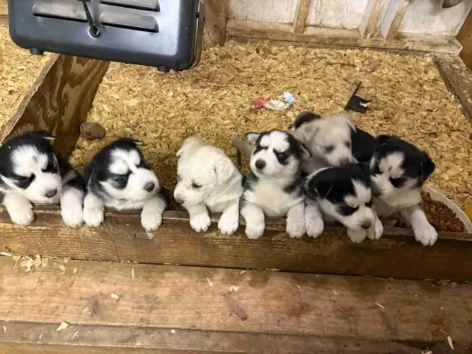 Filhotes de Husky Siberiano | Prontos pra encher sua vida de luz!