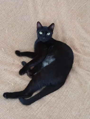 Gata adulta castrada para adoção