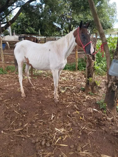 Égua Paint horse pura pra criar 