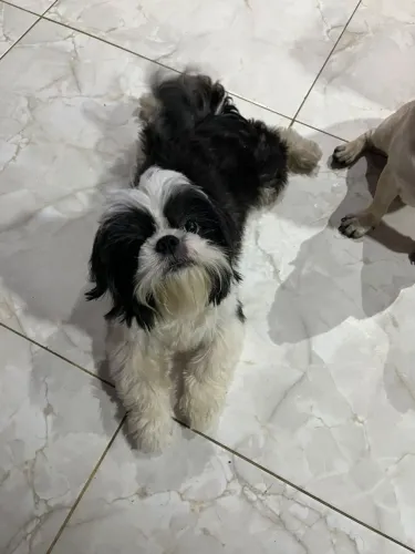 Shitzu adulto macho