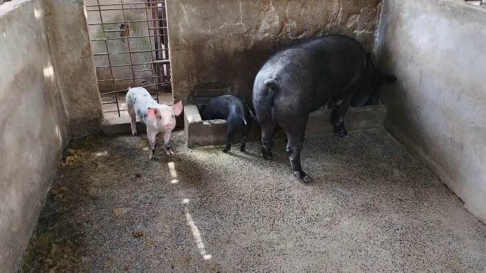 Vendo lote de suino, 19 porcos e porcas e 22 LEITOES