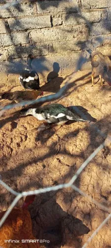 Filhotes de pato canoa
