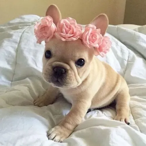 Bulldogue Francês - O Filhotinho Que Vale O Prêmio Da Pescaria