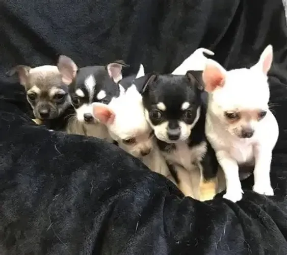 pinscher x chihuahua