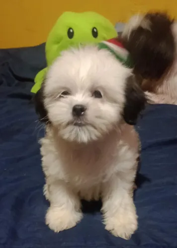 Pet animais de estimação