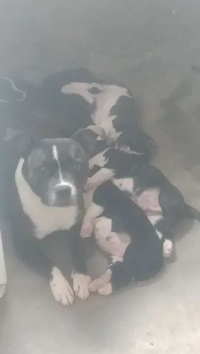 Vende-se filhotes staffordshire